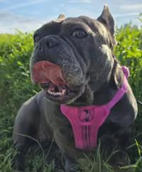 Enlarge Trixie, an adopted French Bulldog in Santa Clara, CA image 2/3