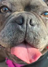 Enlarge Trixie, an adopted French Bulldog in Santa Clara, CA image 3/3