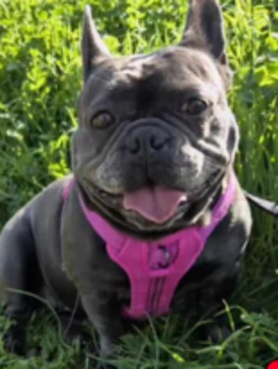Trixie, adopted, Adult Female French Bulldog.