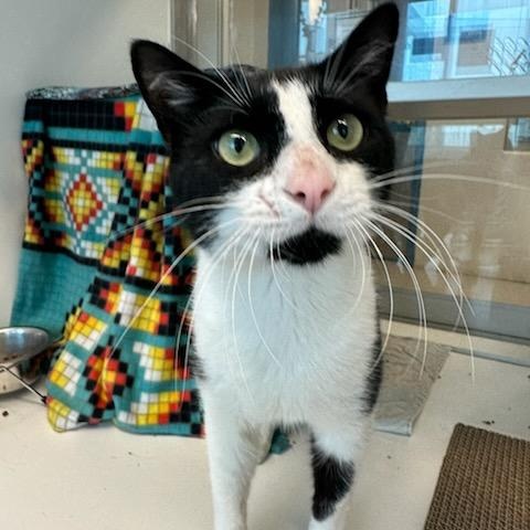 Enlarge Sylvester (ID 51029/1187), a ADOPTABLE Domestic Short Hair in Manassas, VA image 1/3