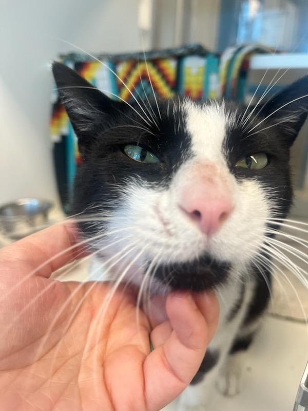 Enlarge Sylvester (ID 51029/1187), a ADOPTABLE Domestic Short Hair in Manassas, VA image 2/3