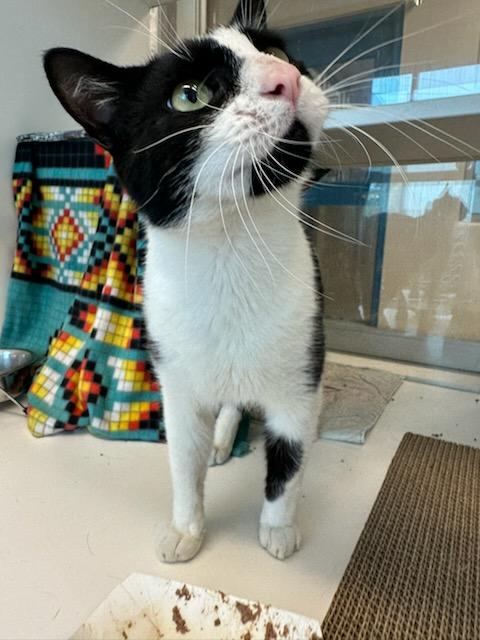 Enlarge Sylvester (ID 51029/1187), a ADOPTABLE Domestic Short Hair in Manassas, VA image 3/3