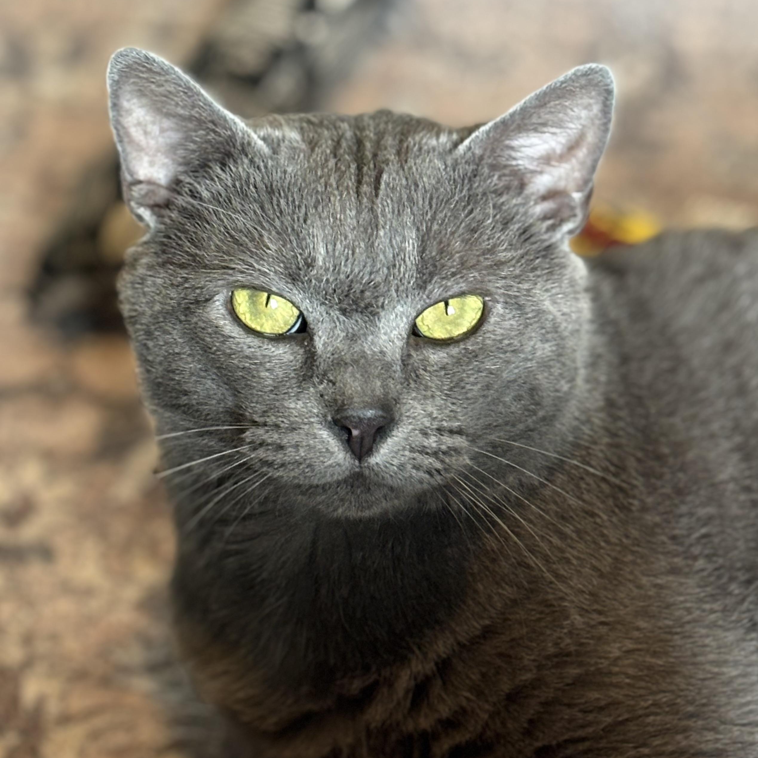 Smokey