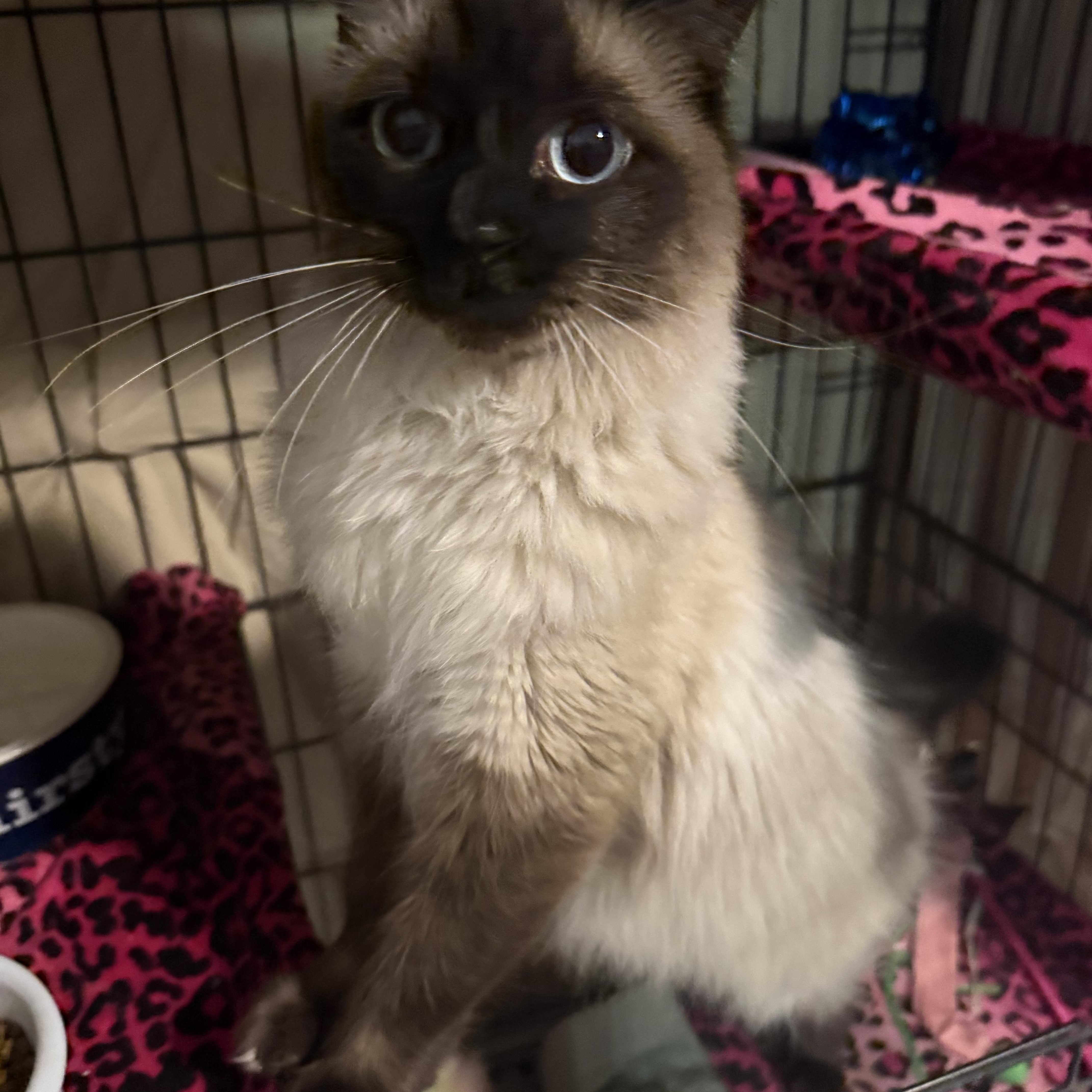 Cayde, an adopted Balinese in Temecula, CA image 3/3