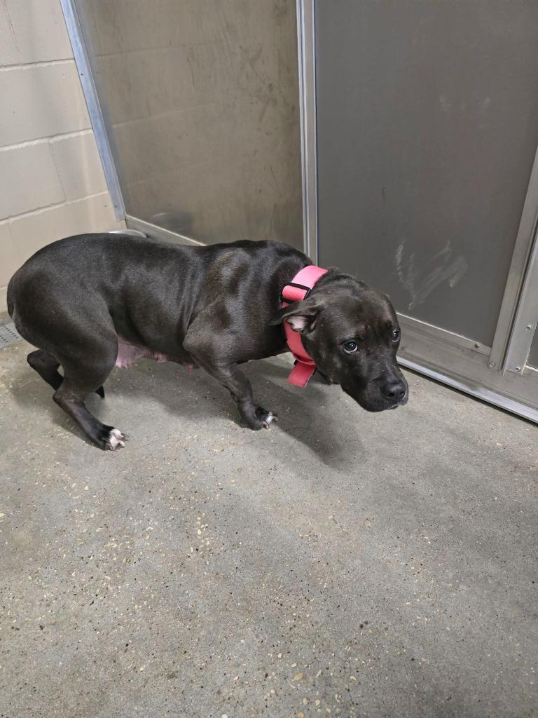 Enlarge Ebony, a Adoptable Pit Bull Terrier in Huntsville, TX image 1/1