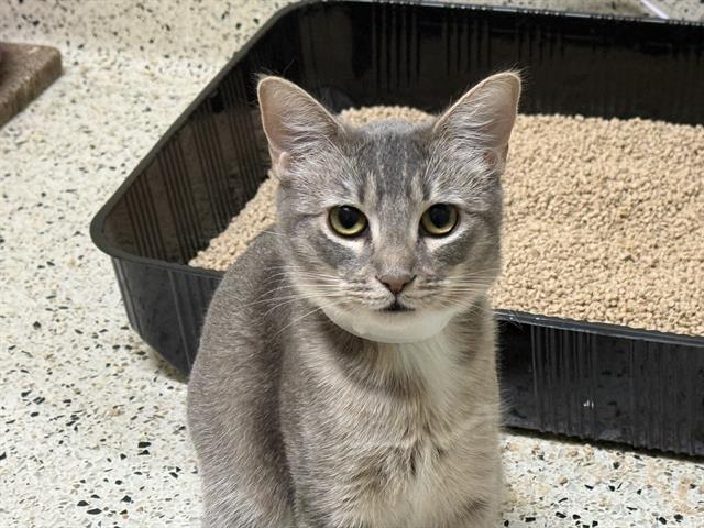 SHANNON, Adoptable, Young Female Domestic Short Hair.