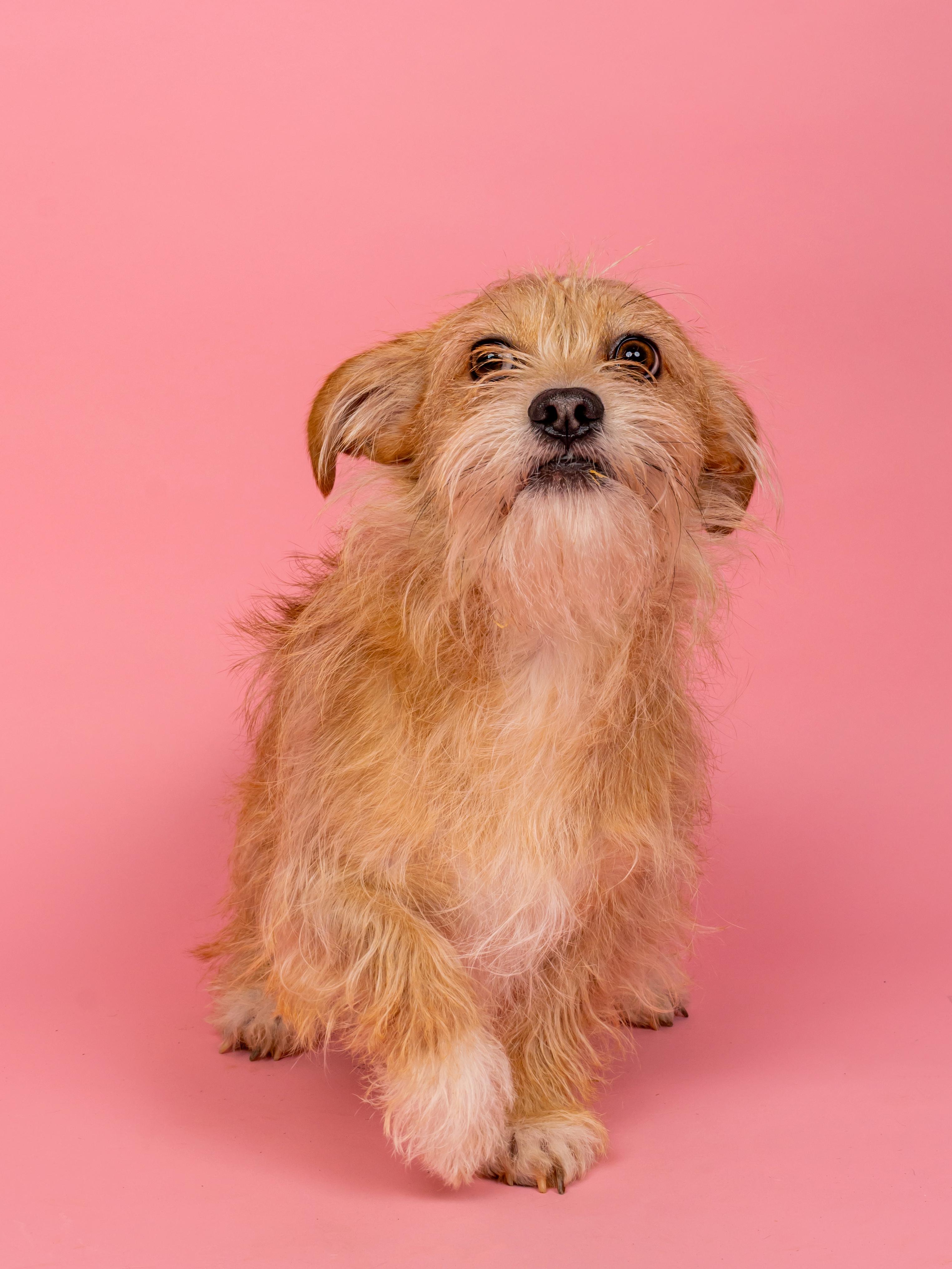 Enlarge Clive, a Adoptable mixed breed in Richmond, VA image 3/4