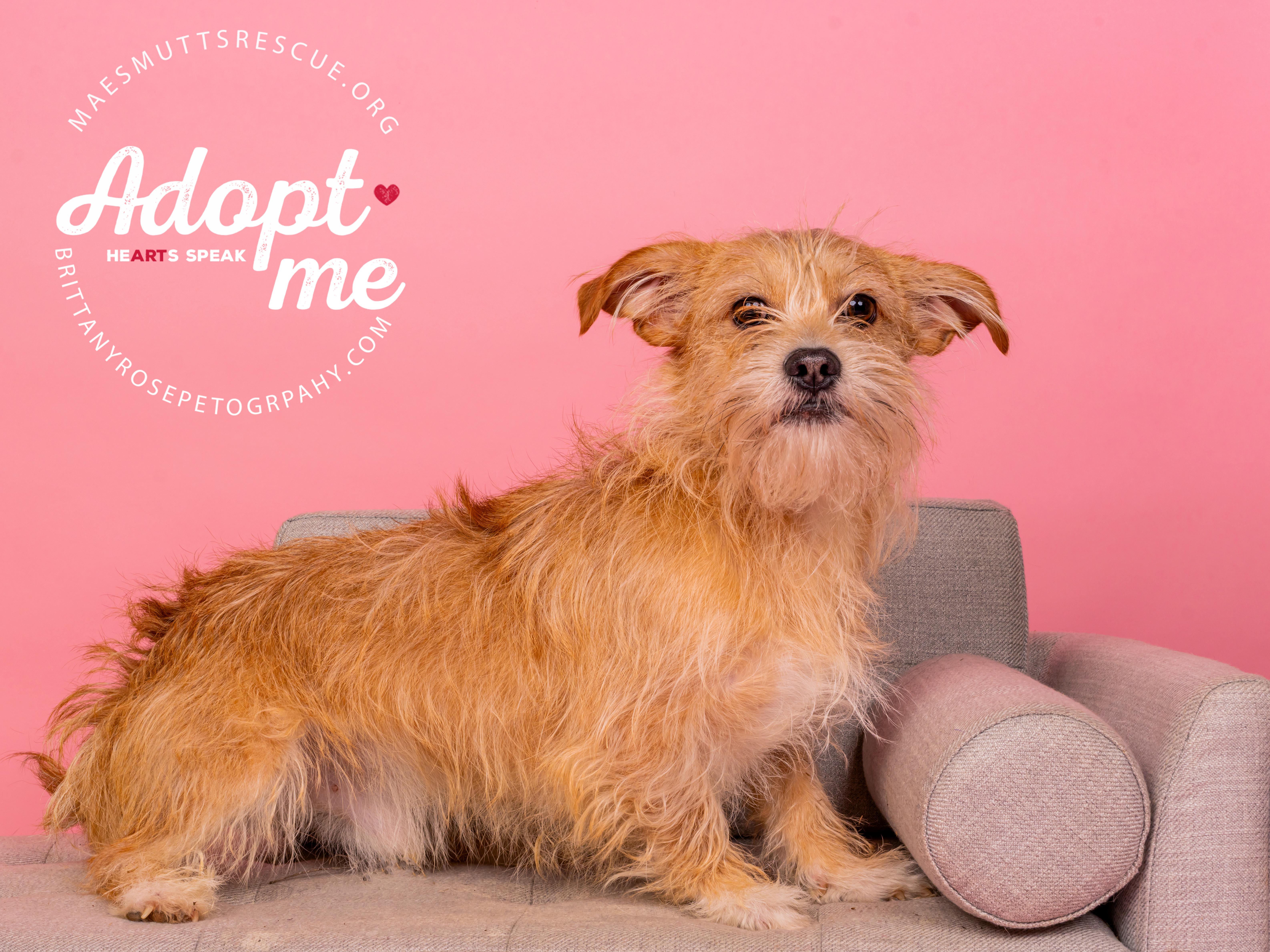 Clive, Adoptable, Adult Male Shih Tzu & Pomeranian.