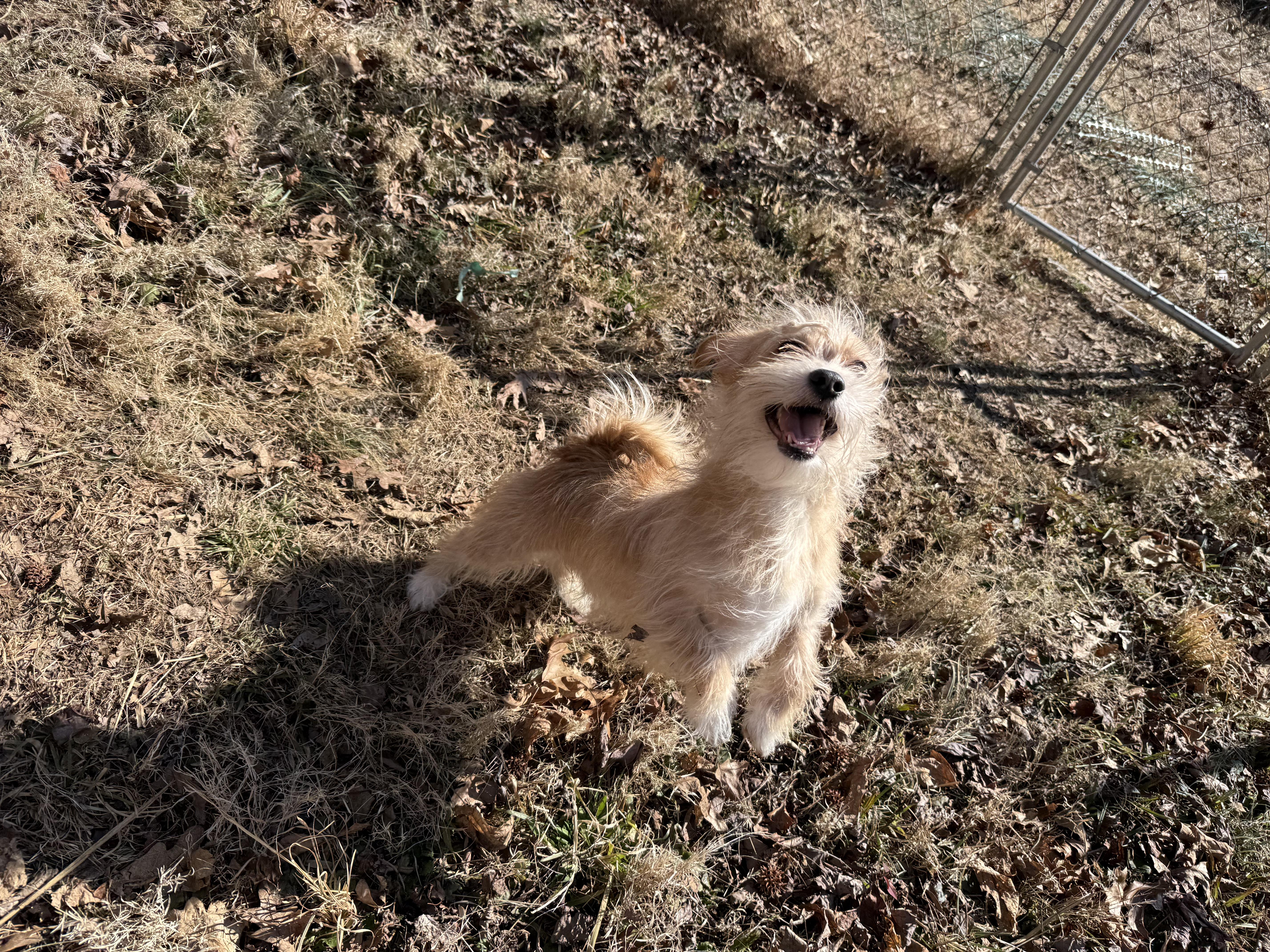 Enlarge Clive, a Adoptable mixed breed in Richmond, VA image 4/4