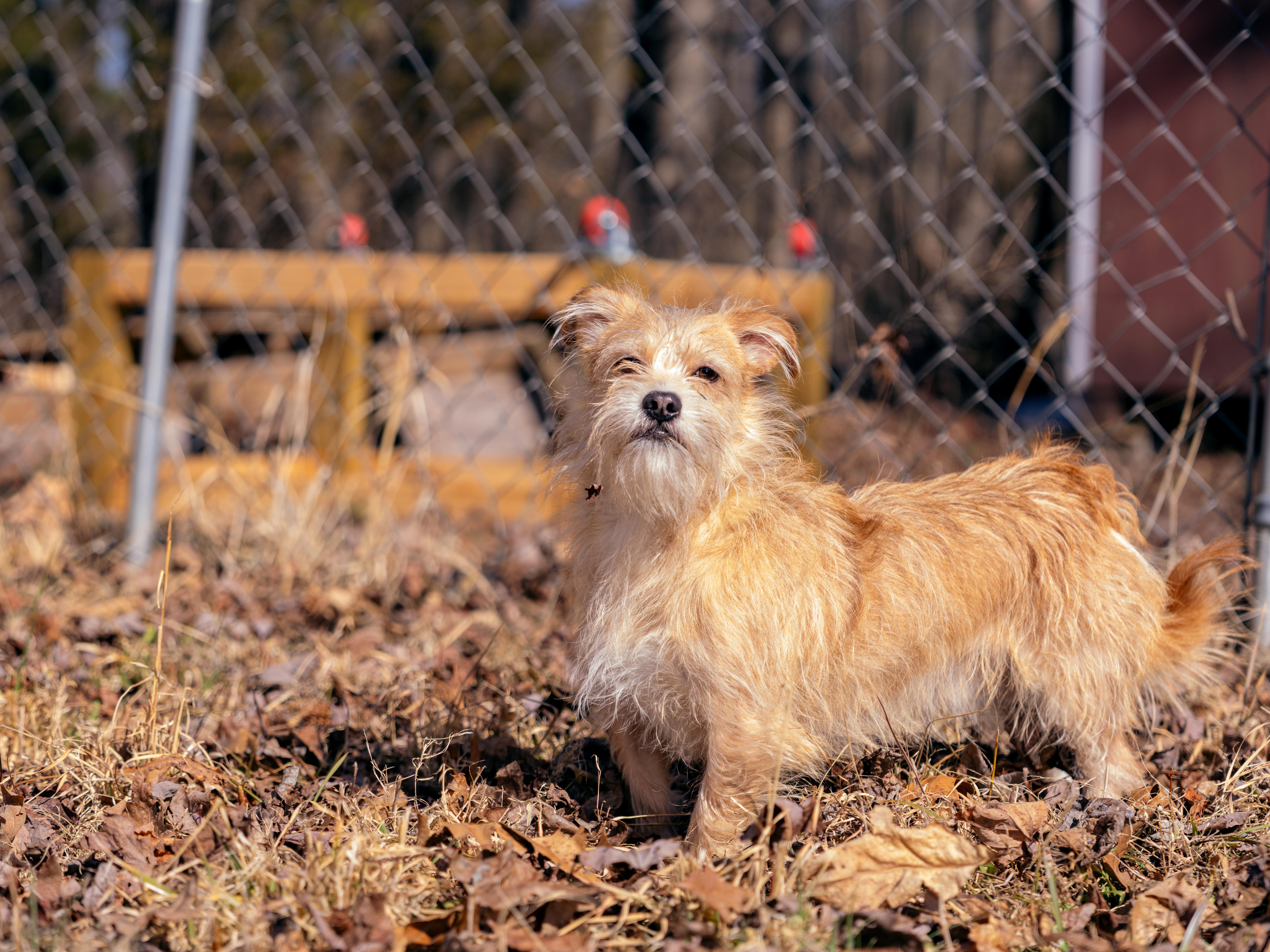 Enlarge Clive, a Adoptable mixed breed in Richmond, VA image 2/4