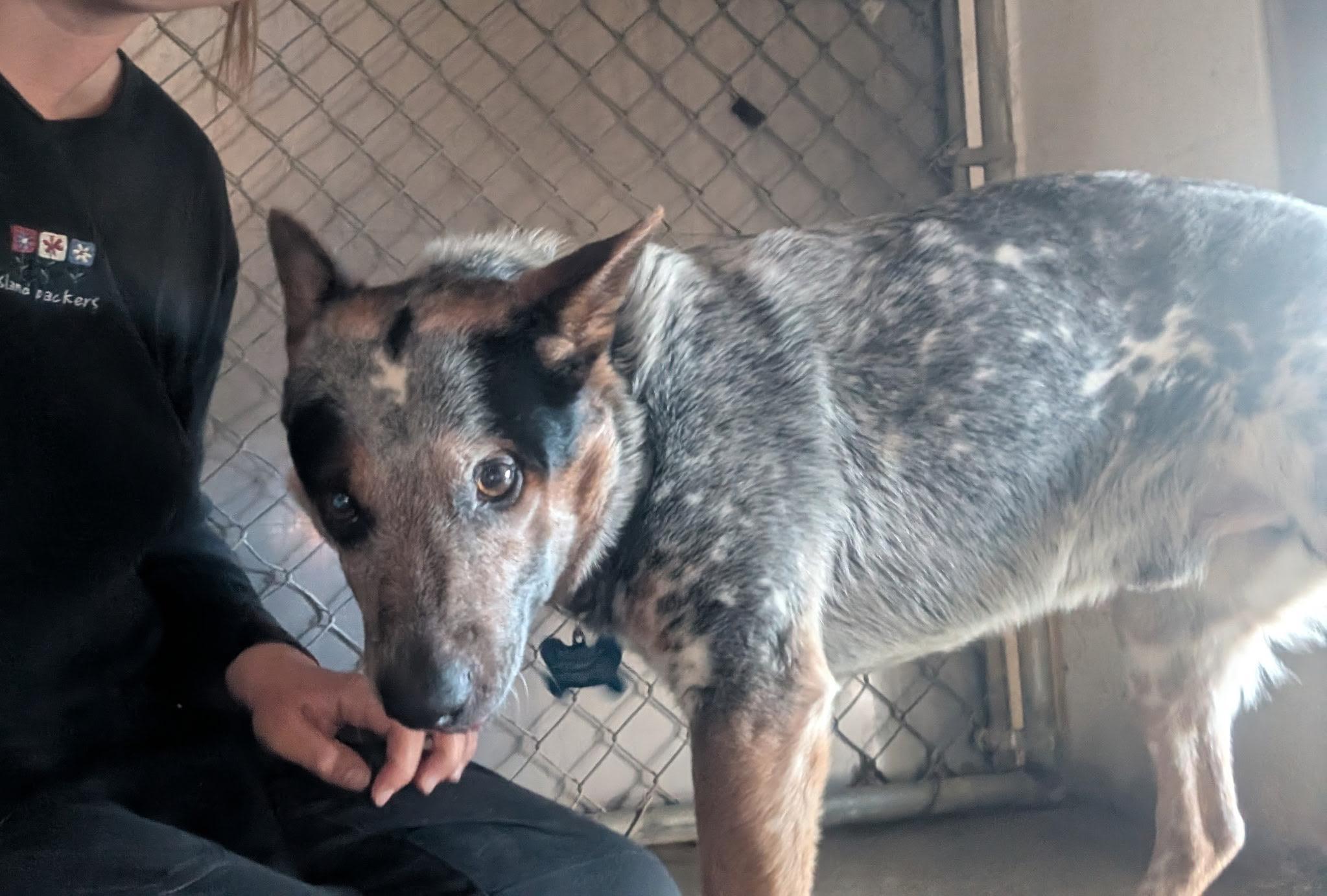 Rooney, a ADOPTABLE Australian Cattle Dog / Blue Heeler in Encino, CA image 5/5