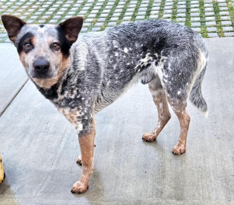 Rooney, a ADOPTABLE Australian Cattle Dog / Blue Heeler in Encino, CA image 2/5