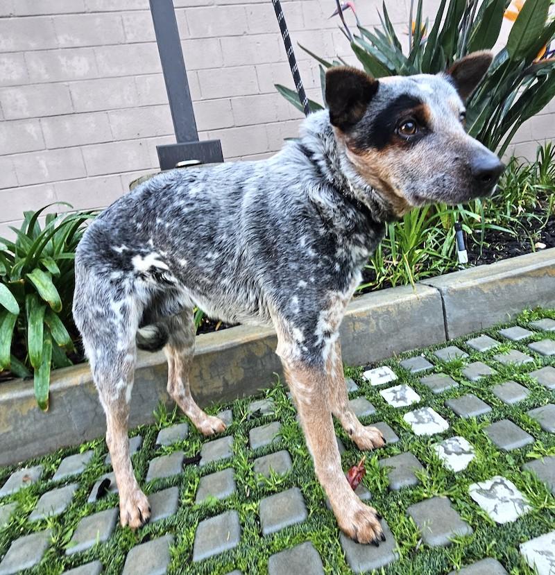 Rooney, a ADOPTABLE Australian Cattle Dog / Blue Heeler in Encino, CA image 4/5