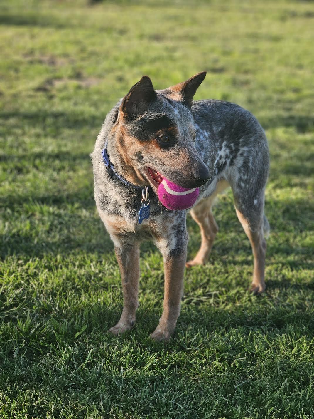 Rooney, a ADOPTABLE Australian Cattle Dog / Blue Heeler in Encino, CA image 1/5