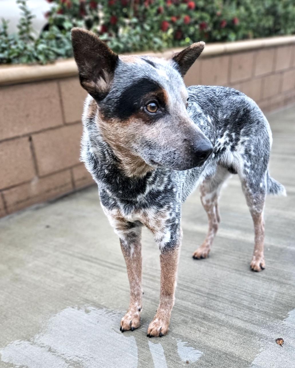 Rooney, a ADOPTABLE Australian Cattle Dog / Blue Heeler in Encino, CA image 3/5
