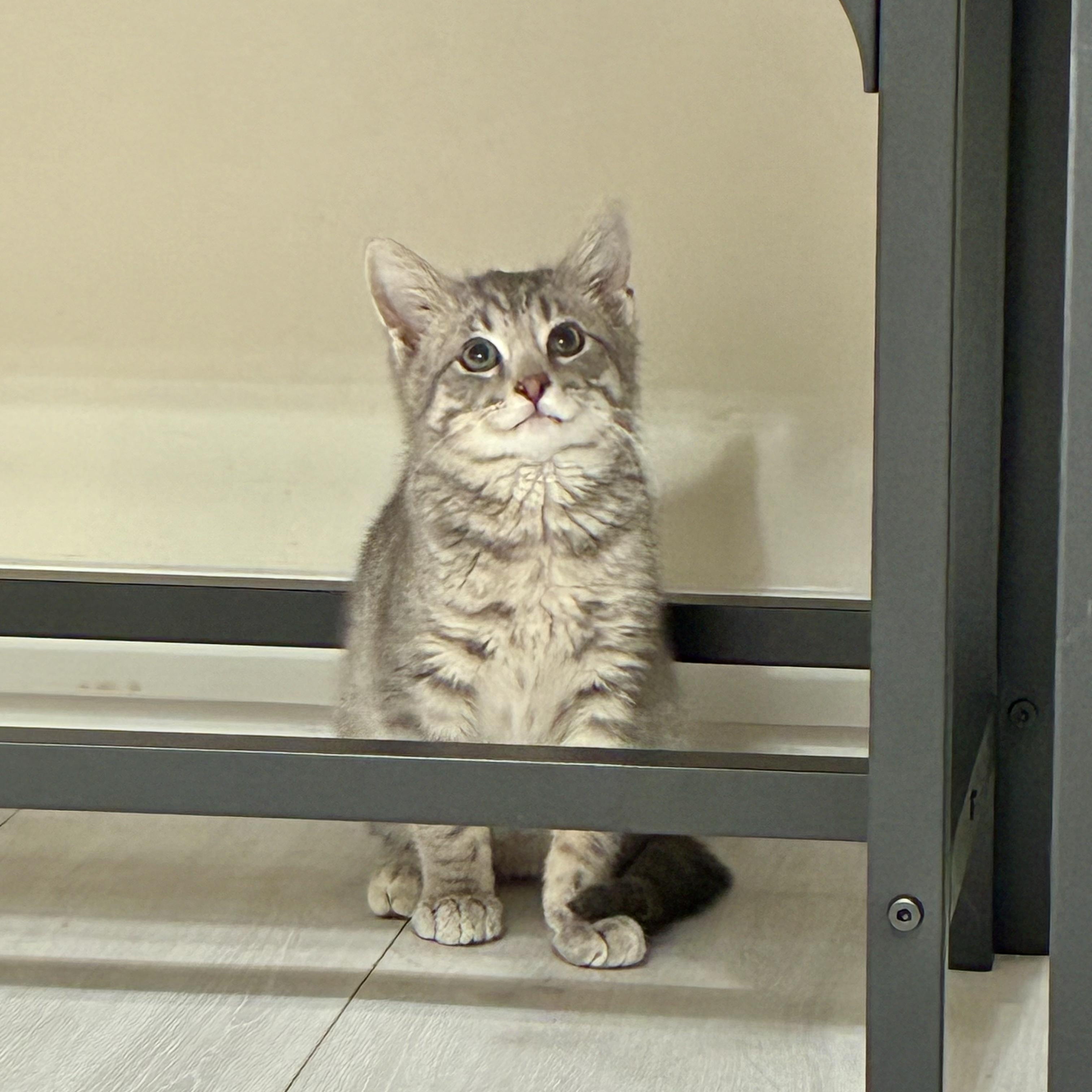 Enlarge Cassian, an adopted Domestic Short Hair in Miamisburg, OH image 3/6