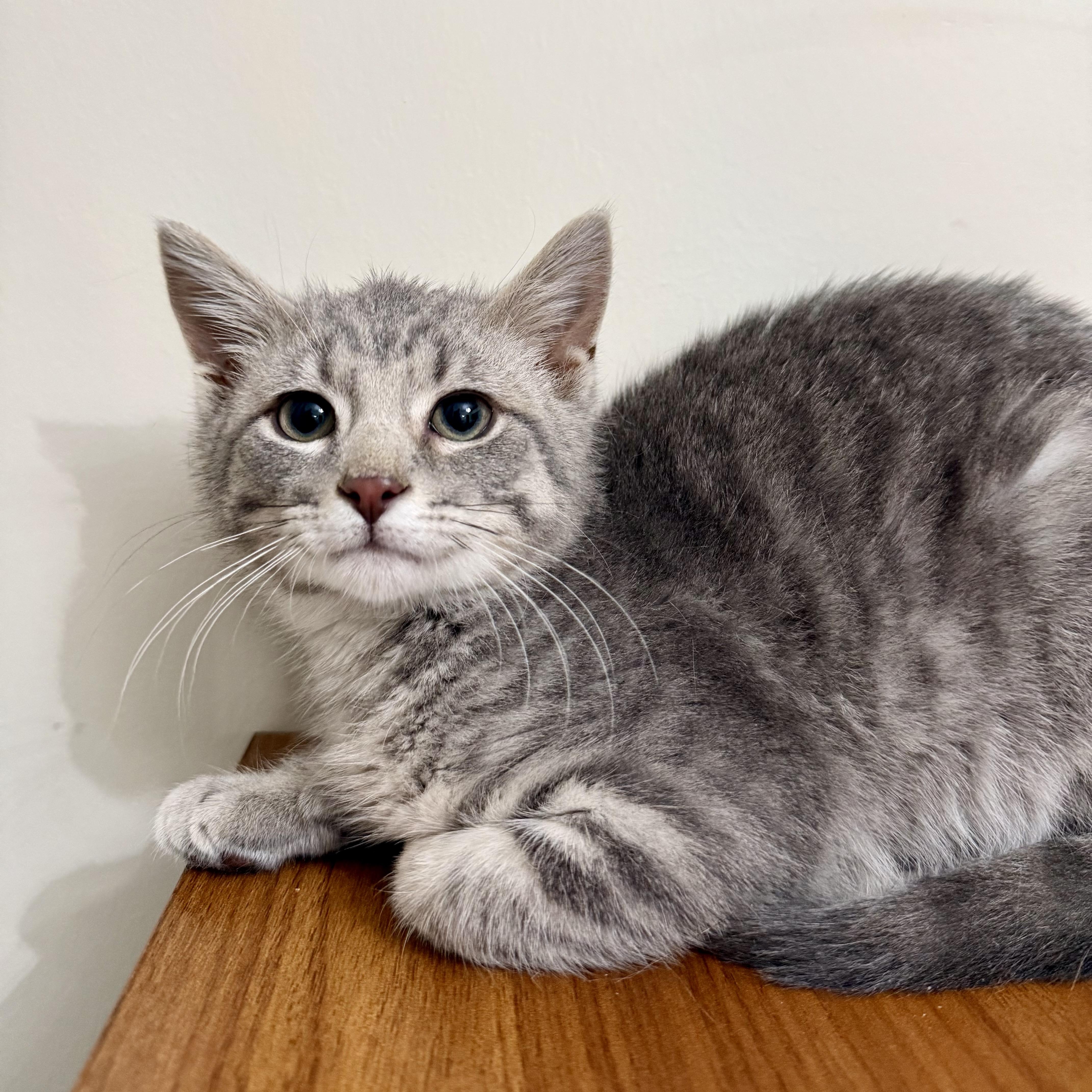 Enlarge Cassian, an adopted Domestic Short Hair in Miamisburg, OH image 2/6