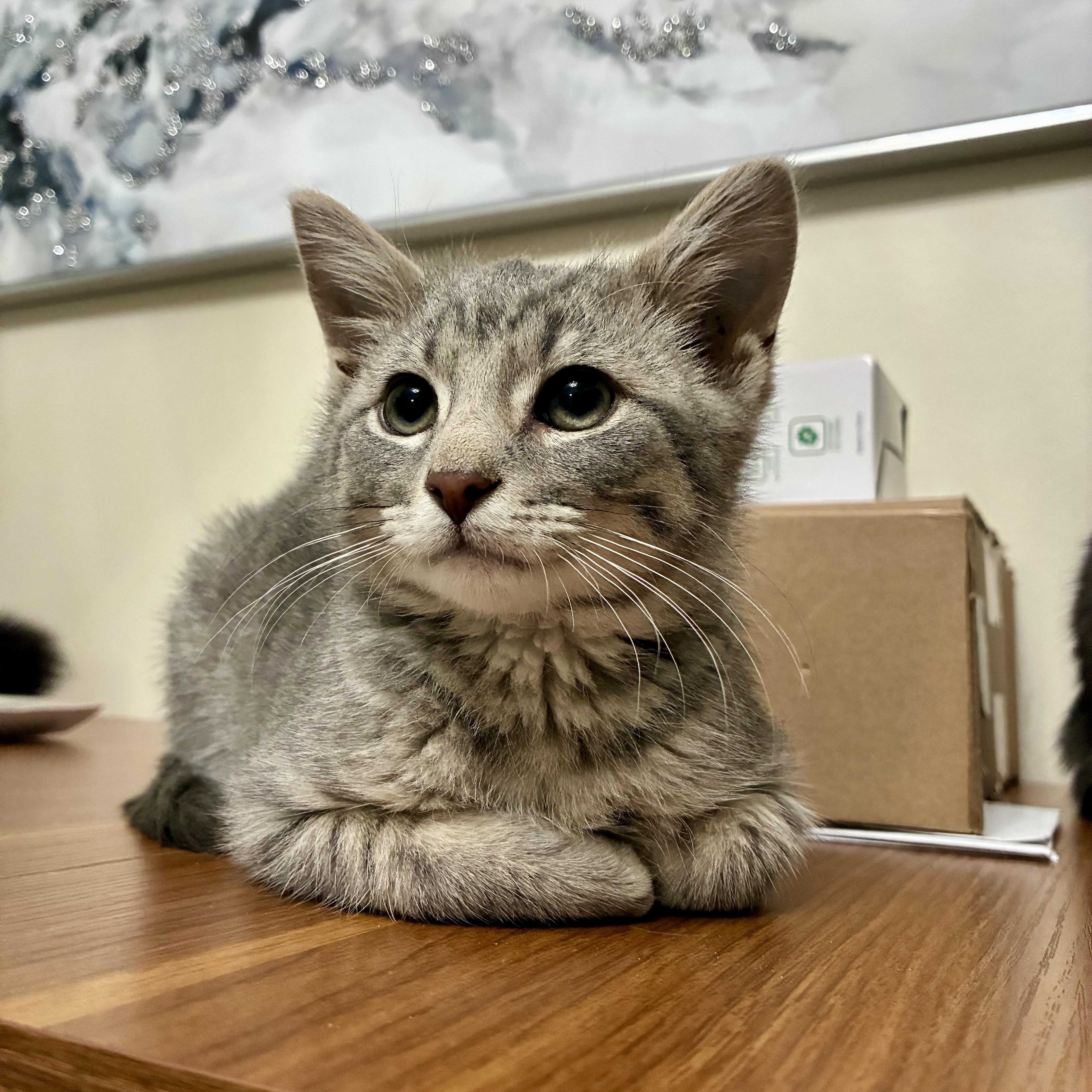 Enlarge Cassian, an adopted Domestic Short Hair in Miamisburg, OH image 1/6