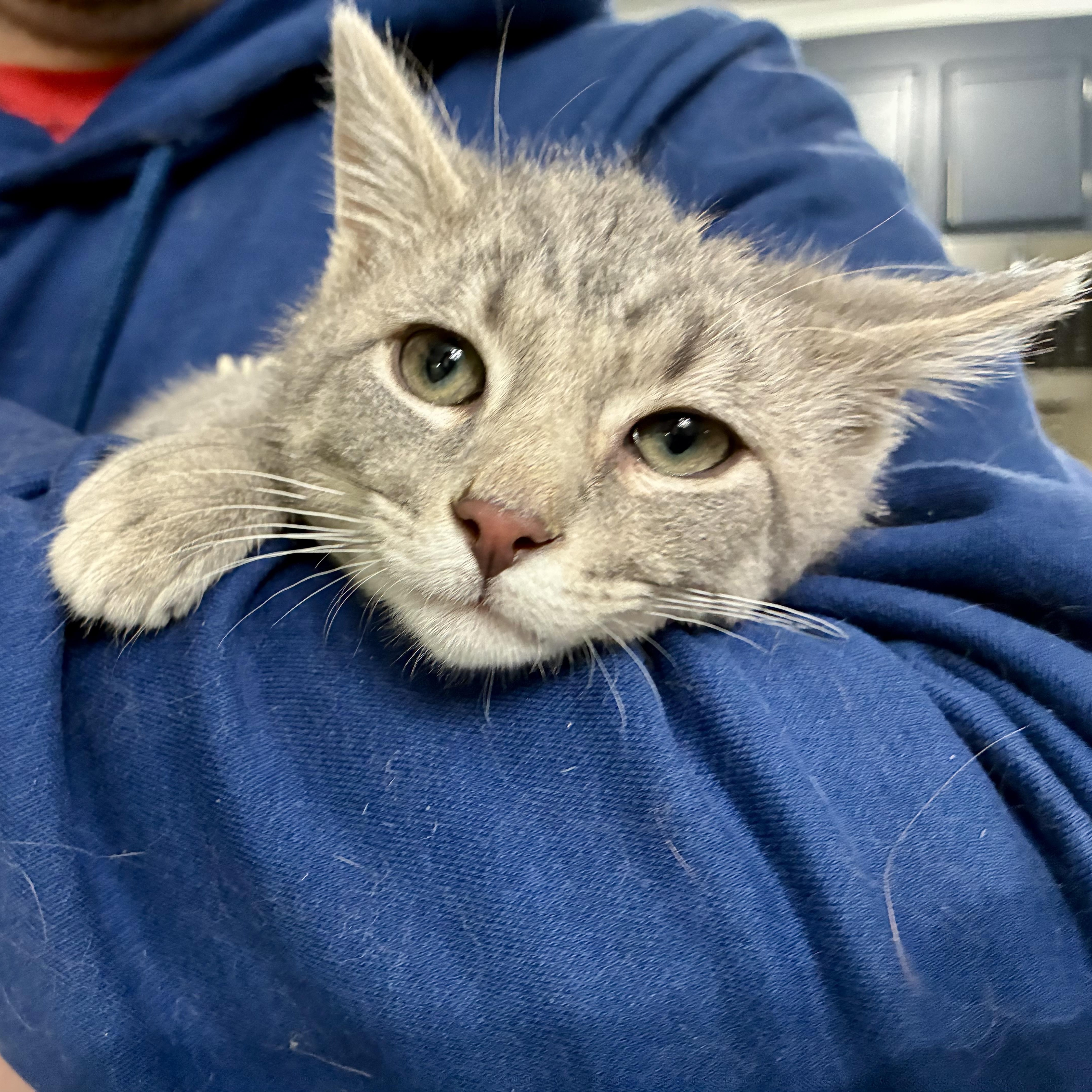 Enlarge Cassian, an adopted Domestic Short Hair in Miamisburg, OH image 5/6