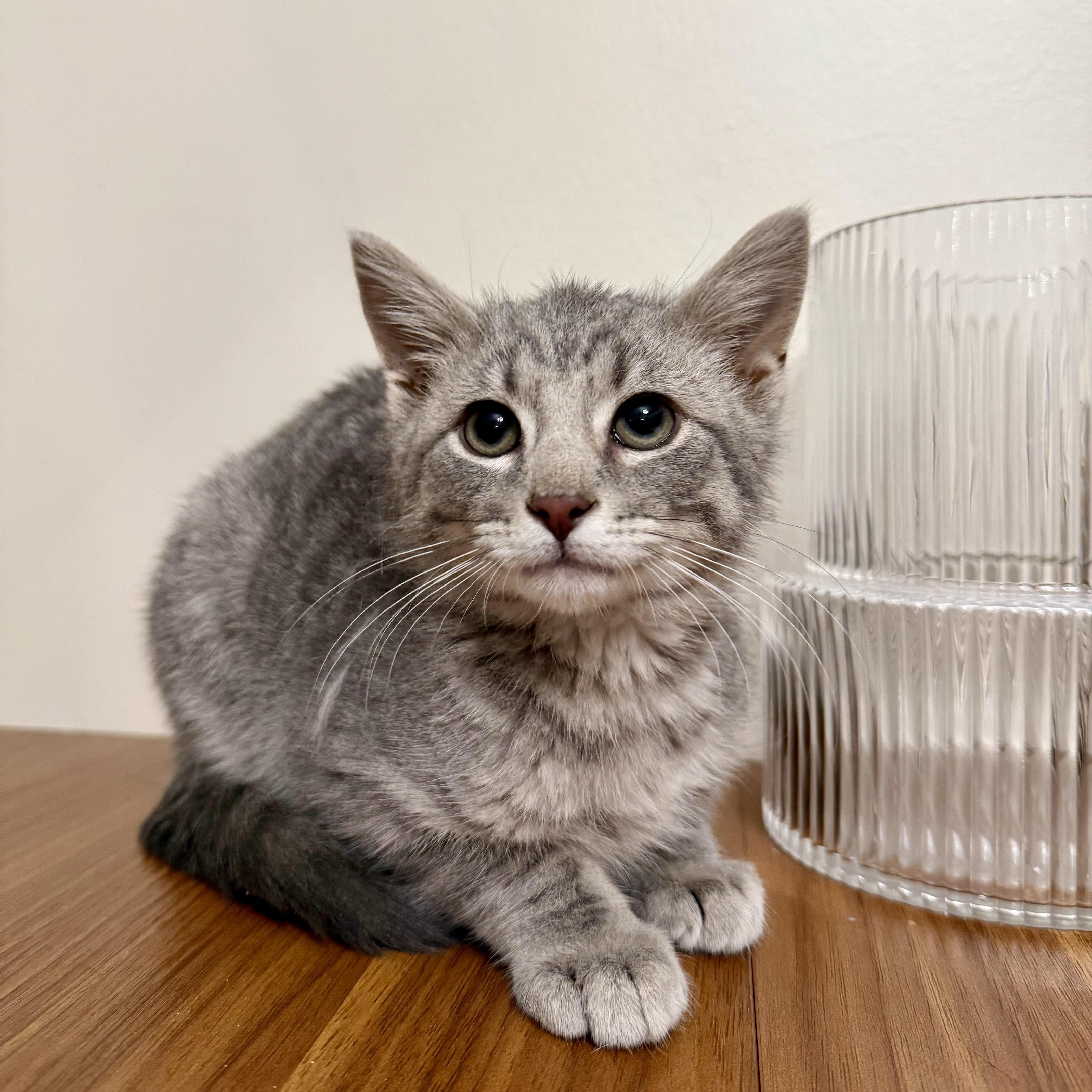 Enlarge Cassian, an adopted Domestic Short Hair in Miamisburg, OH image 6/6