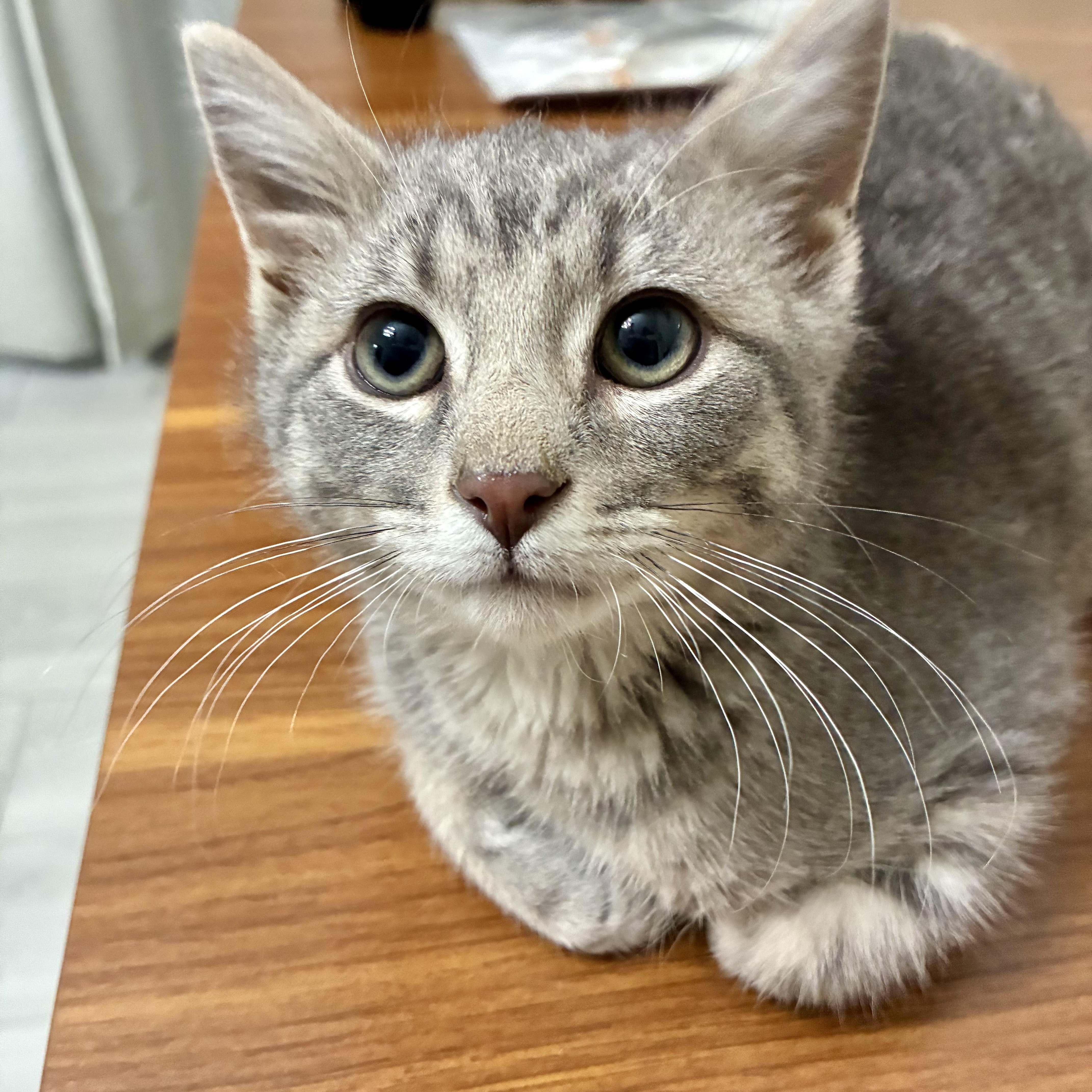 Enlarge Cassian, an adopted Domestic Short Hair in Miamisburg, OH image 4/6