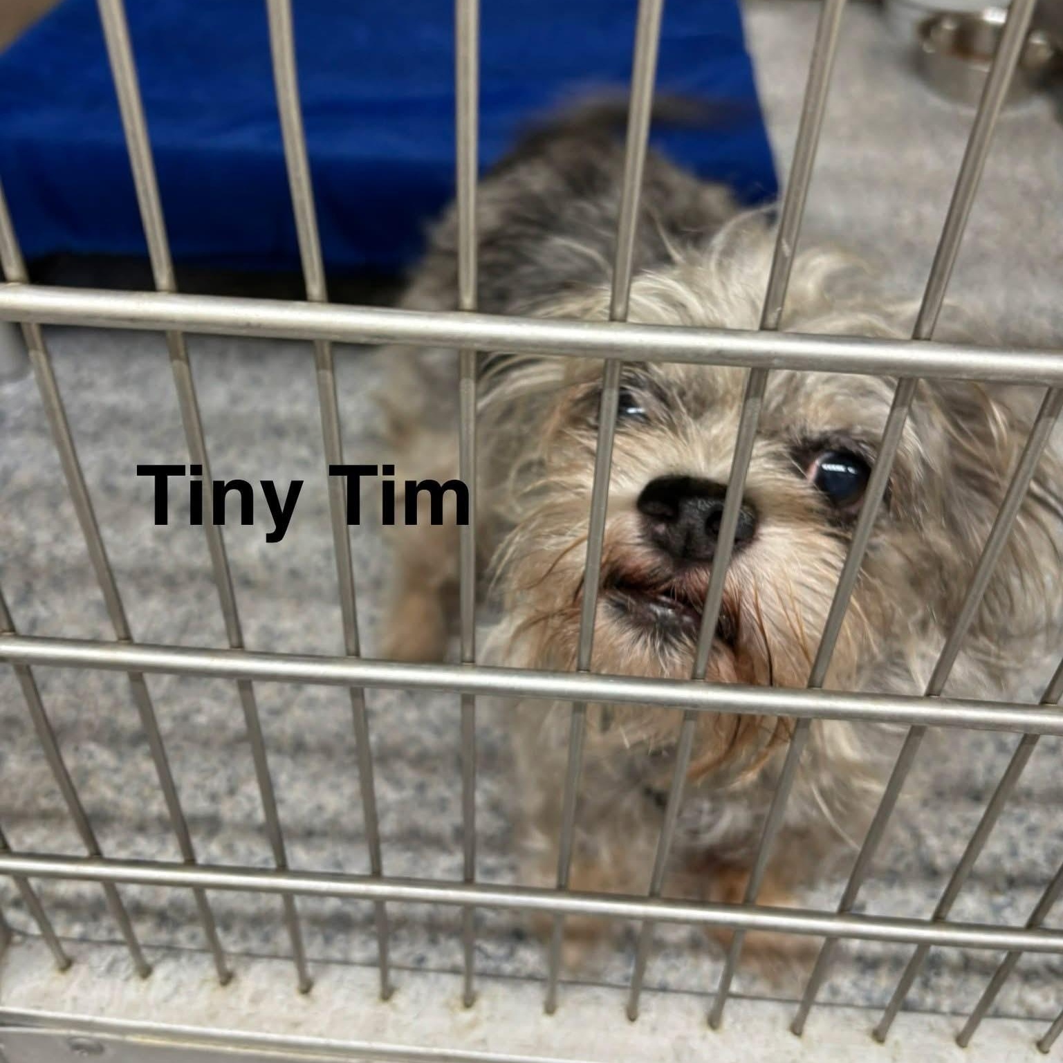 Enlarge Tiny Tim, an adoptable Brussels Griffon in St. Augustine, FL image 1/1