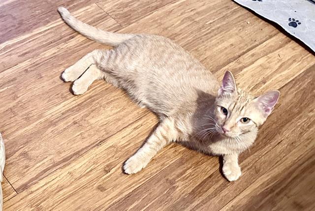 Enlarge MIMI, a Adoptable Domestic Short Hair in Sugar Land, TX image 1/1