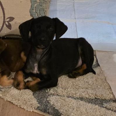 Shepherd Lab Mix, Adoptable, Puppy Female German Shepherd Dog & Labrador Retriever.