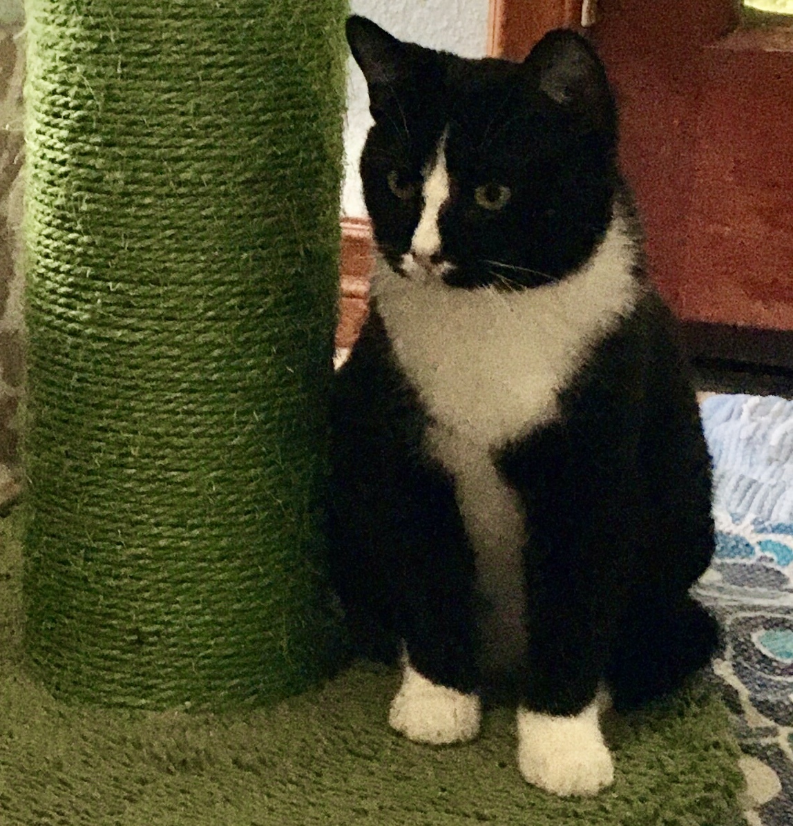 Joey, a Adoptable Domestic Short Hair in Beverly Hills, CA image 1/4