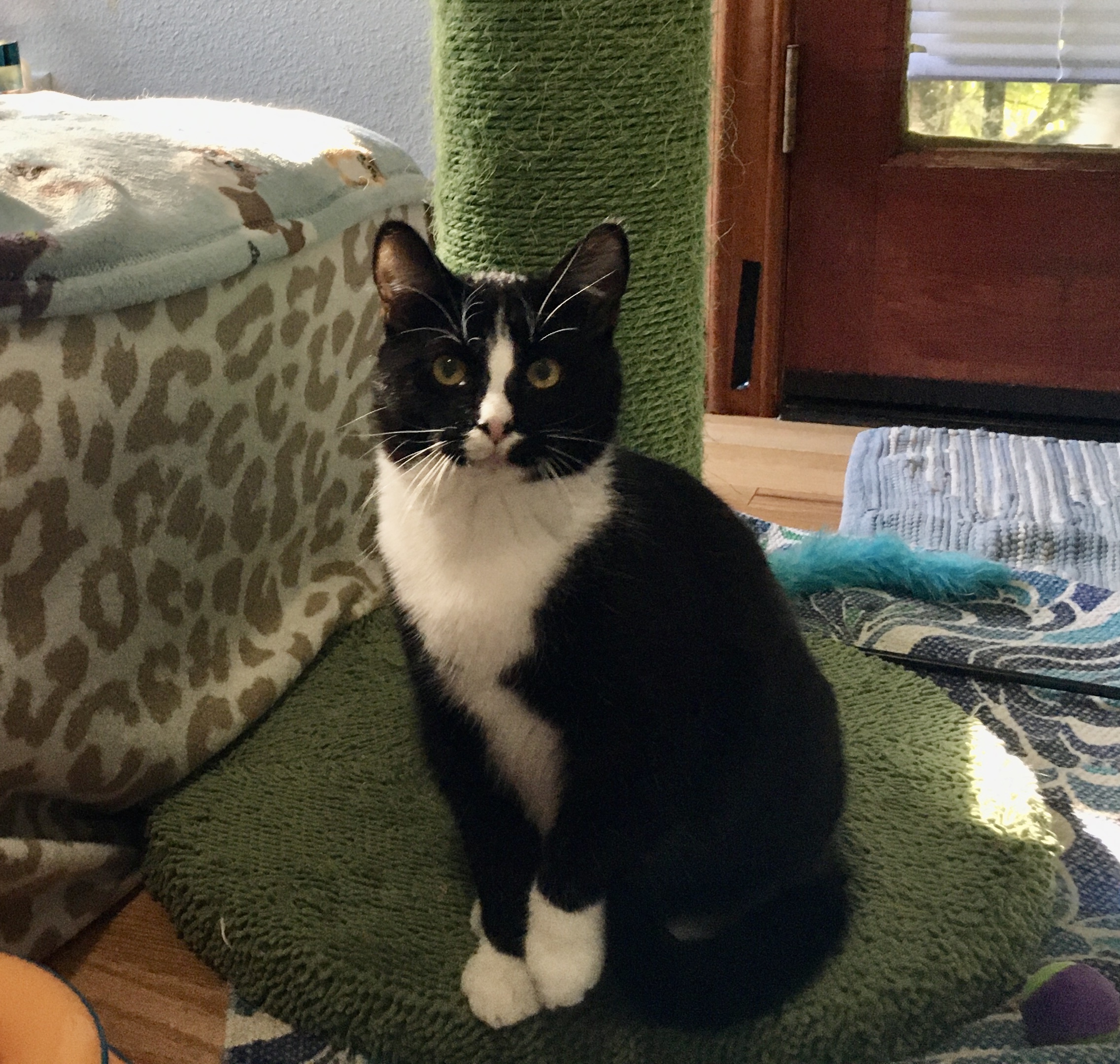 Joey, a Adoptable Domestic Short Hair in Beverly Hills, CA image 2/4