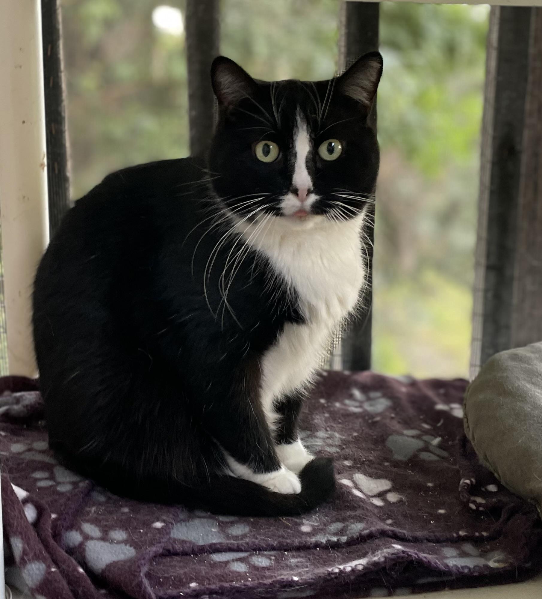 Joey, Adoptable, Adult Male Domestic Short Hair.