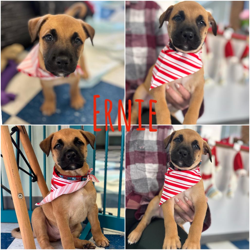 Ernie, Adoptable, Puppy Male Shepherd.