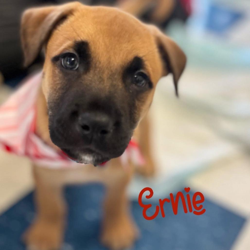 Enlarge Ernie, a Adoptable Shepherd in Opelika, AL image 2/2