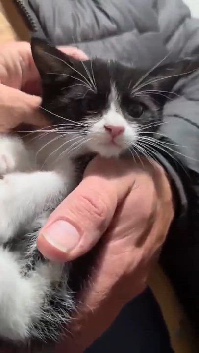 Enlarge Matilda, an adopted Manx in Bellingham, WA video 3/3
