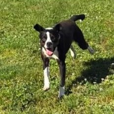 Enlarge Needoh, a ADOPTABLE mixed breed in Bardstown, KY image 6/6