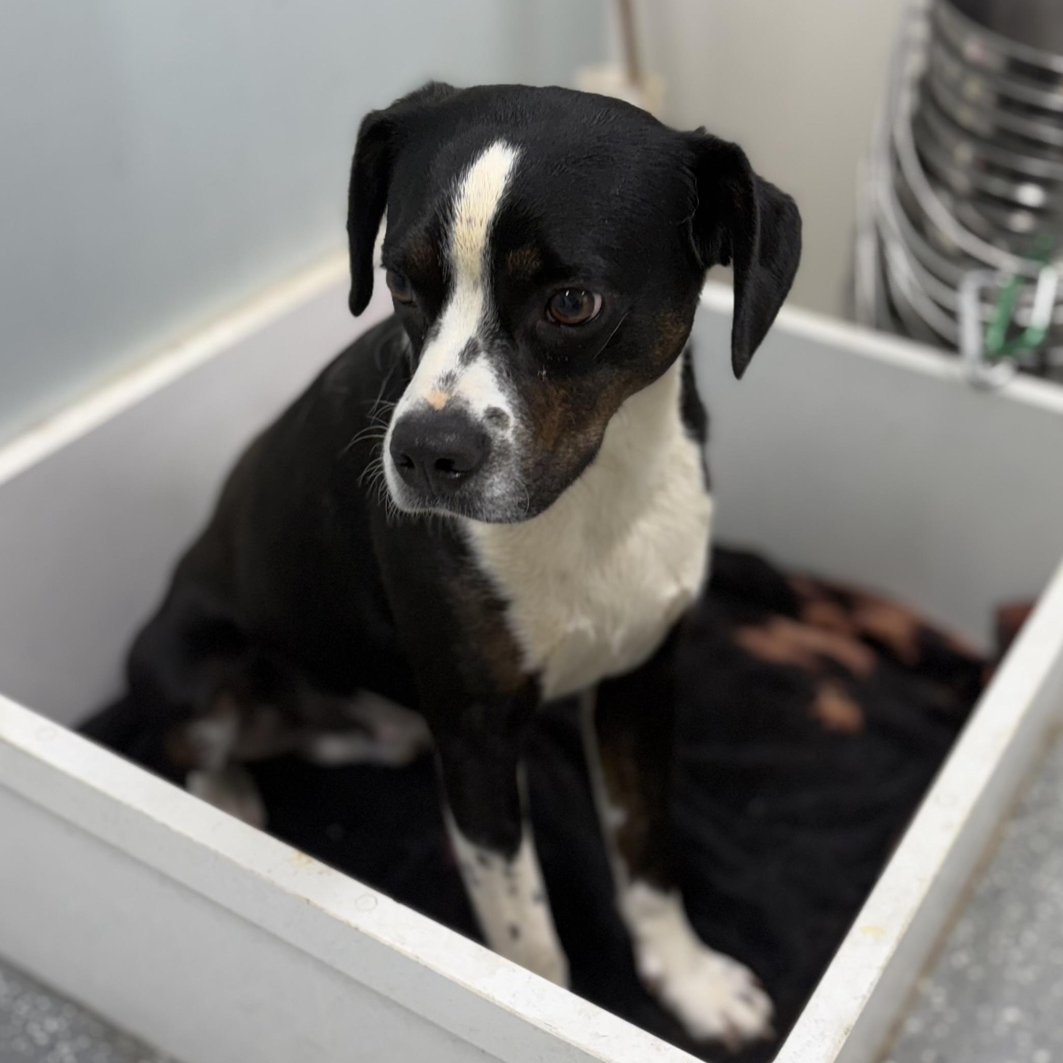 Enlarge Needoh, a ADOPTABLE mixed breed in Bardstown, KY image 5/6