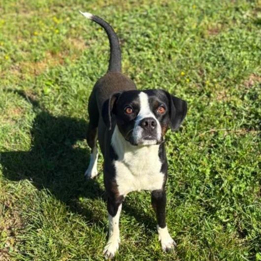 Needoh, ADOPTABLE, Young Male Boston Terrier & Beagle.