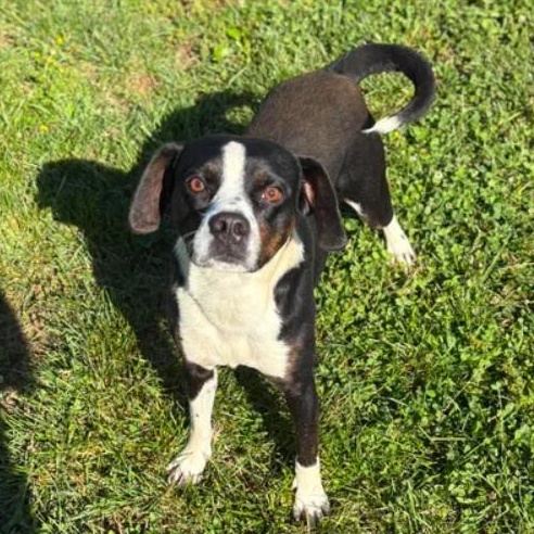 Enlarge Needoh, a ADOPTABLE mixed breed in Bardstown, KY image 3/6