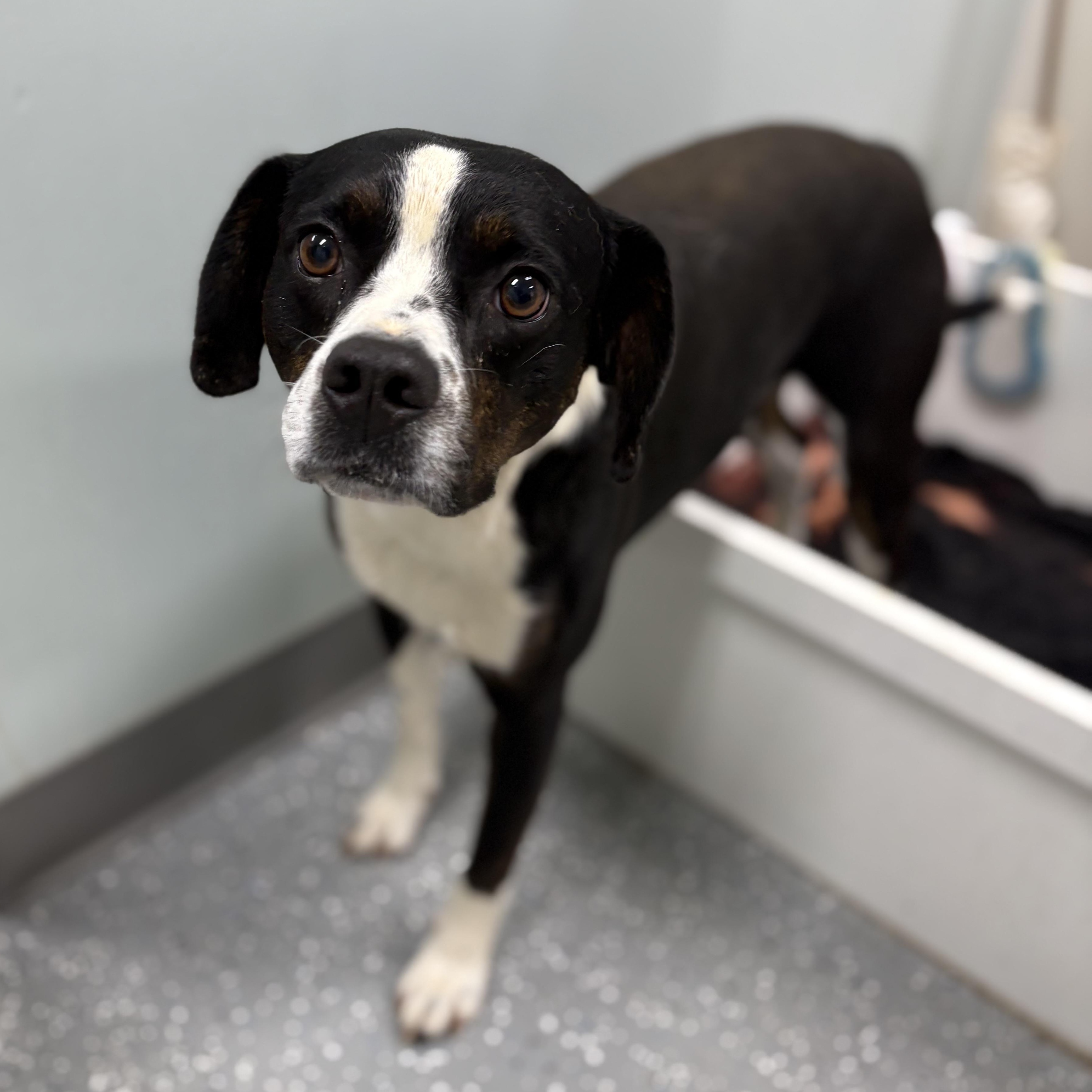 Enlarge Needoh, a ADOPTABLE mixed breed in Bardstown, KY image 2/6