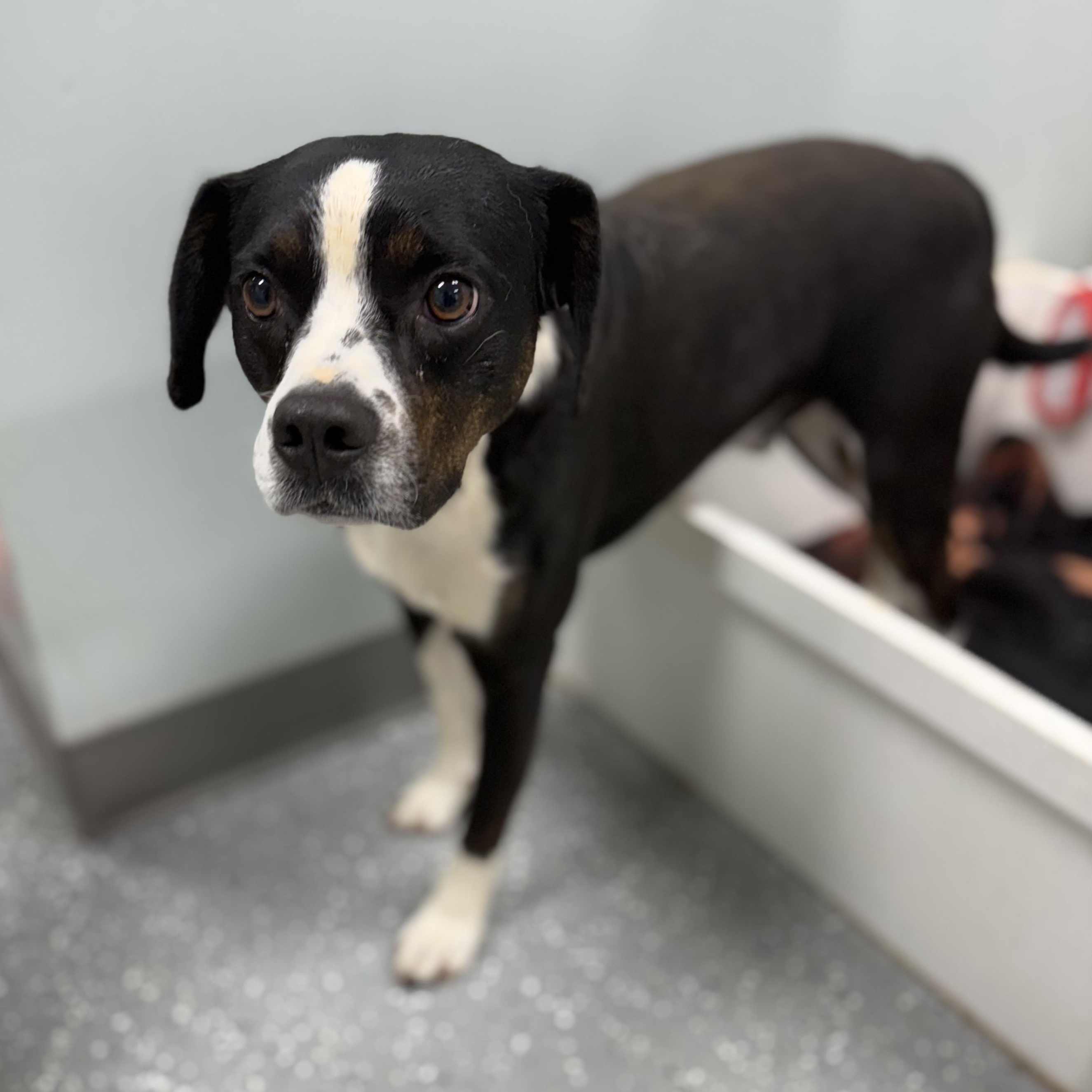 Enlarge Needoh, a ADOPTABLE mixed breed in Bardstown, KY image 4/6