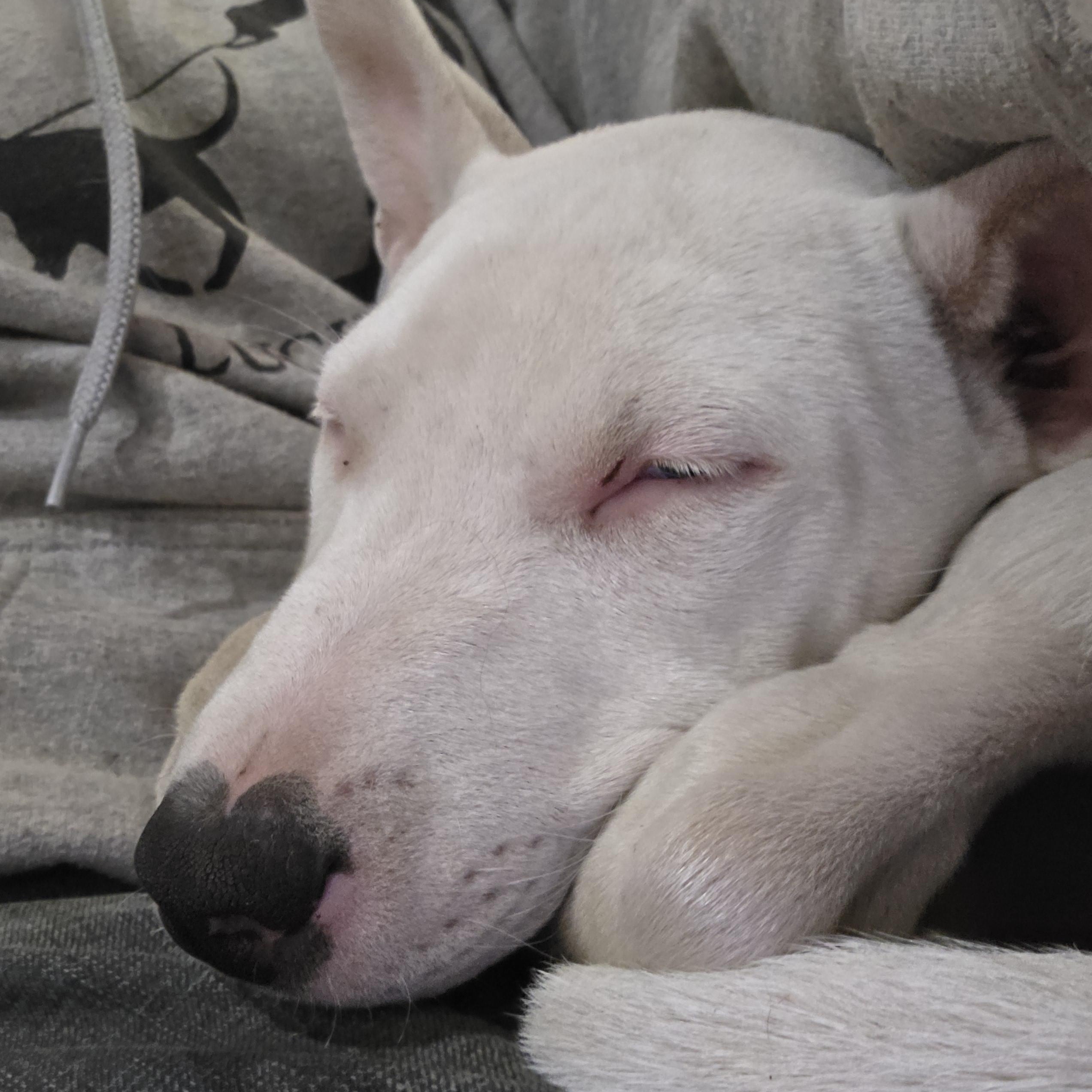 Enlarge Rilie, an adopted mixed breed in AUBURN, WA image 1/4