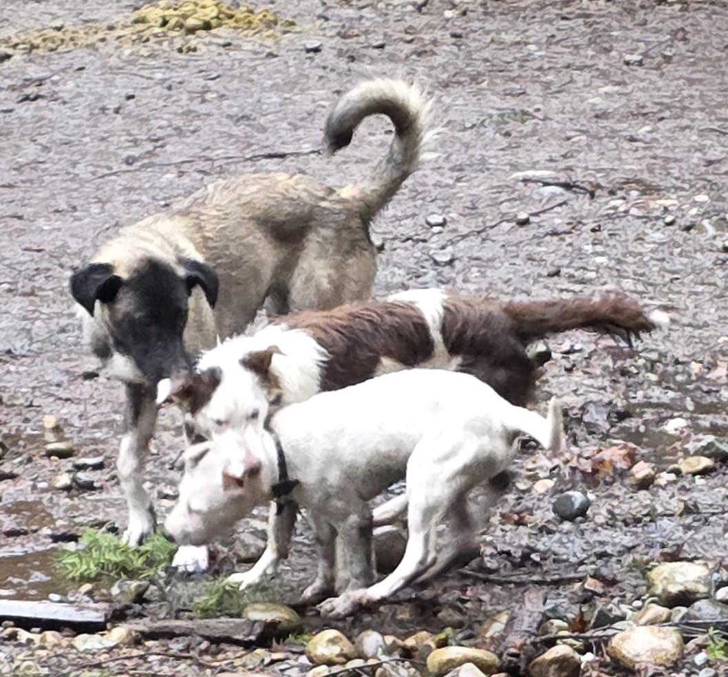 Enlarge Rilie, an adopted mixed breed in AUBURN, WA image 2/4