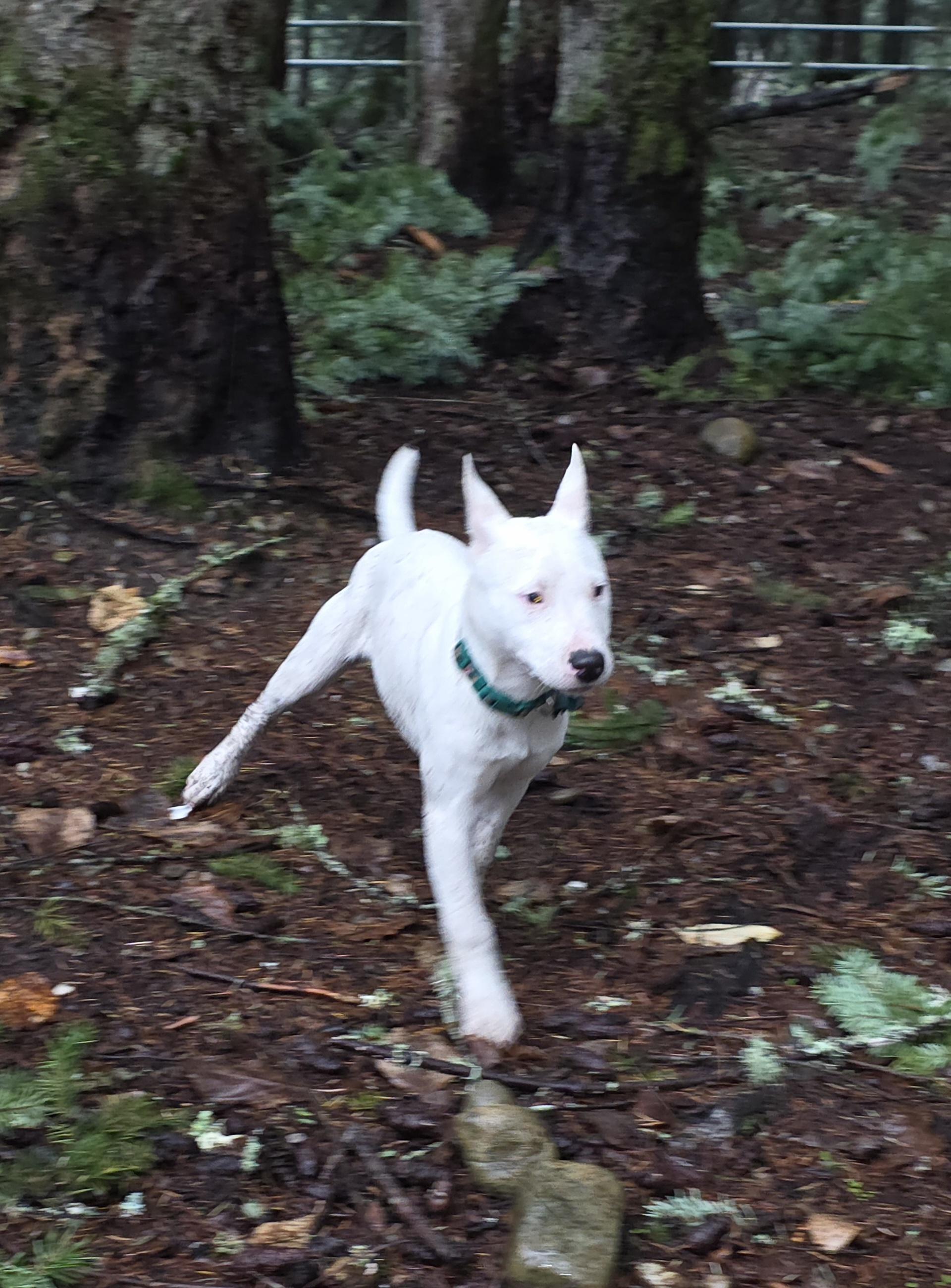 Enlarge Rilie, an adopted mixed breed in AUBURN, WA image 3/4