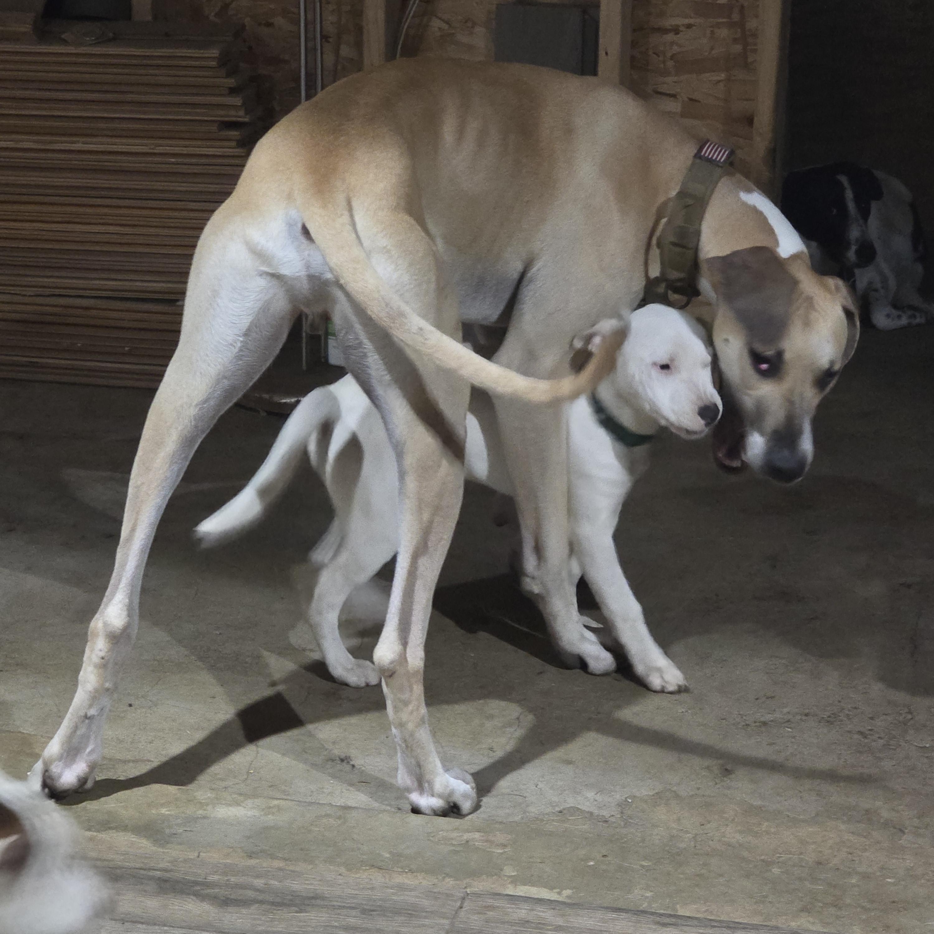 Enlarge Rilie, an adopted mixed breed in AUBURN, WA image 4/4