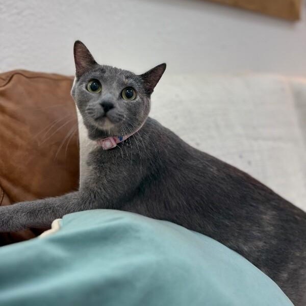 Moon River thumbnail 3