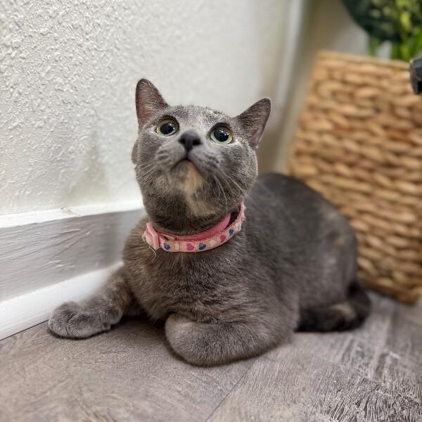 Moon River thumbnail 4