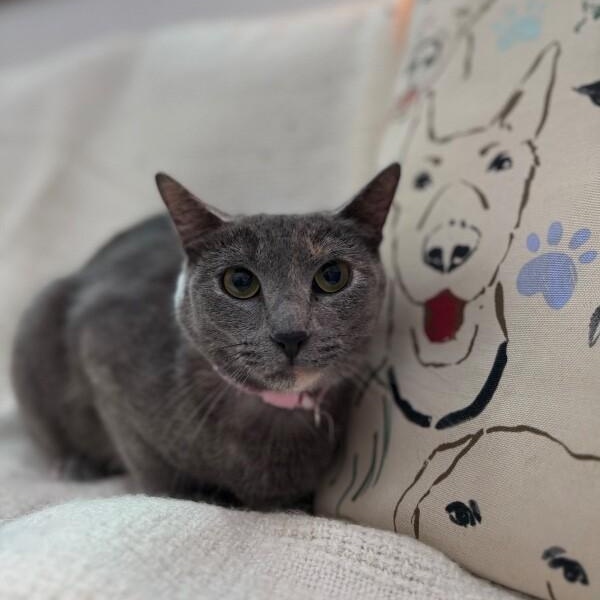 Moon River thumbnail 5