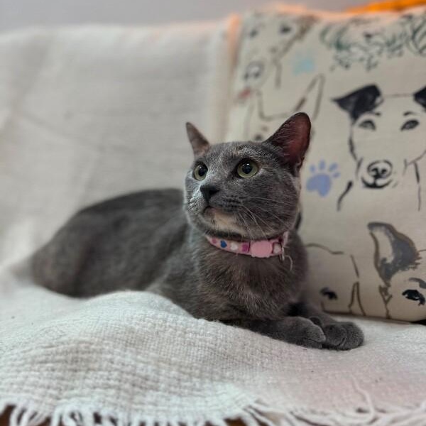 Moon River thumbnail 6