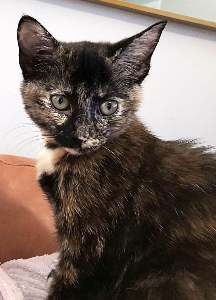 Skylar, Adoptable, Adult Female Tortoiseshell.