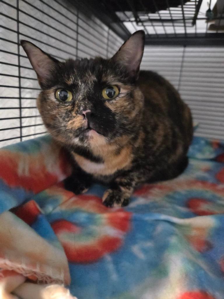 Enlarge Skylar, a Adoptable Tortoiseshell in Johnson City, TN image 2/6